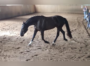 Knabstrupper, Giumenta, 6 Anni, 154 cm, Morello