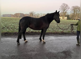 Knabstrupper, Giumenta, 6 Anni, 154 cm, Morello