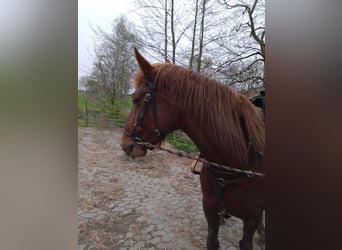 Knabstrupper, Giumenta, 6 Anni, 155 cm, Sauro