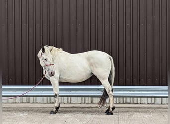 Knabstrupper, Giumenta, 7 Anni, 158 cm, Leopard