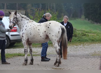 Knabstrupper, Giumenta, 8 Anni, 142 cm, Leopard