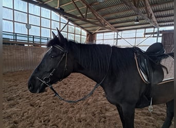 Knabstrupper, Giumenta, 8 Anni, 154 cm, Morello