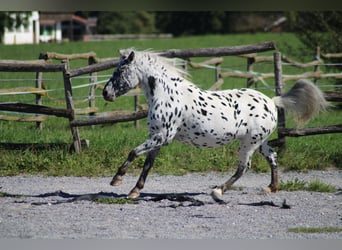 Knabstrupper, Giumenta, 9 Anni, 125 cm, Leopard