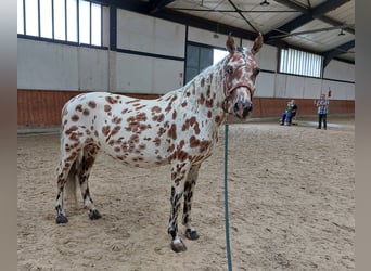 Knabstrupper, Giumenta, 9 Anni, 145 cm, Leopard