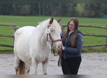 Knabstrupper, Giumenta, 9 Anni, 150 cm, Bianco