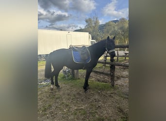 Knabstrupper, Giumenta, 9 Anni, 152 cm, Morello