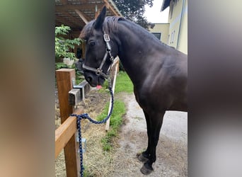 Knabstrupper, Giumenta, 9 Anni, 152 cm, Morello