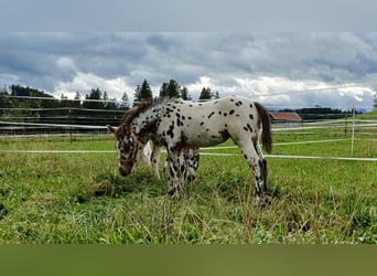 Knabstrupper, Giumenta, Puledri (06/2024), 155 cm, Leopard