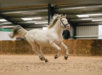 Knabstrupper, Hengst, 10 Jahre, 154 cm, Tigerschecke