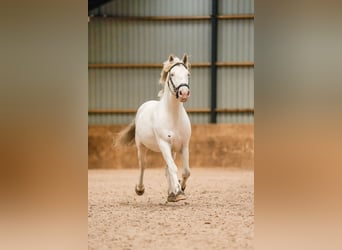 Knabstrupper, Hengst, 10 Jahre, 154 cm, Tigerschecke