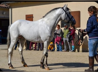 Knabstrupper, Hengst, 15 Jahre, 143 cm, Tigerschecke