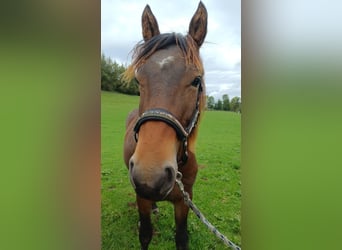 Knabstrupper, Hengst, 1 Jaar, 145 cm, Bruin