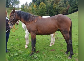 Knabstrupper, Hengst, 1 Jaar, 145 cm, Bruin