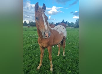 Knabstrupper Mix, Hengst, 1 Jaar, 155 cm, Appaloosa