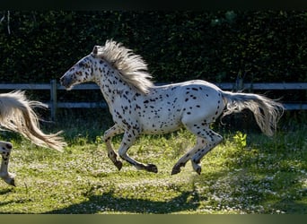 Knabstrupper, Hengst, 1 Jaar, 158 cm, Appaloosa