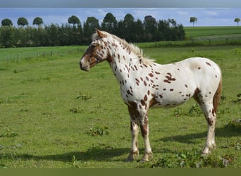 Knabstrupper Mix, Hengst, 1 Jaar, 158 cm, Appaloosa