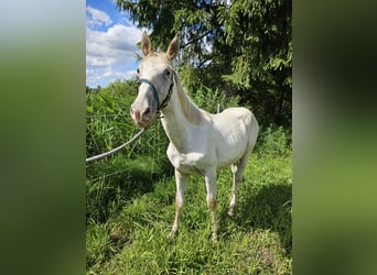 Knabstrupper, Hengst, 1 Jaar, 165 cm, Champagne