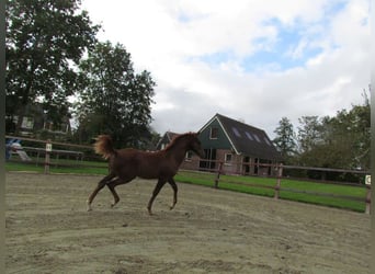 Knabstrupper, Hengst, 1 Jaar, 165 cm, Donkere-vos