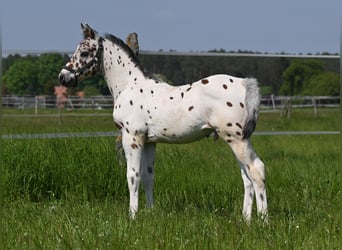 Knabstrupper, Hengst, 1 Jaar, Appaloosa