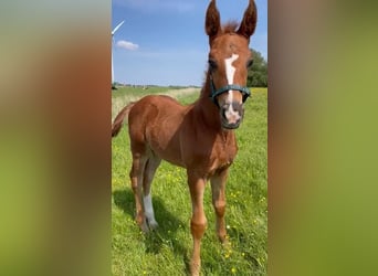 Knabstrupper, Hengst, 1 Jaar, Donkere-vos