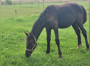 Knabstrupper, Hengst, 1 Jahr, 140 cm, Rappe