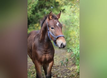 Knabstrupper, Hengst, 1 Jahr, 145 cm, Brauner