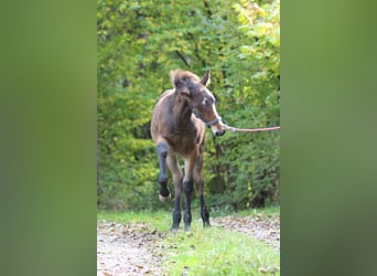 Knabstrupper, Hengst, 1 Jahr, 157 cm, Brauner