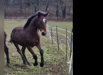 Knabstrupper, Hengst, 1 Jahr, 158 cm, Brauner