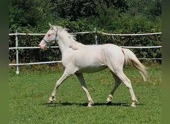 Knabstrupper, Hengst, 2 Jaar, 138 cm, Wit
