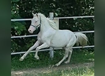 Knabstrupper, Hengst, 2 Jaar, 138 cm, Wit