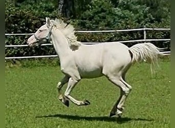 Knabstrupper, Hengst, 2 Jaar, 138 cm, Wit