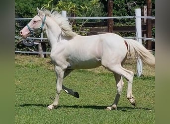 Knabstrupper, Hengst, 2 Jaar, 138 cm, Wit