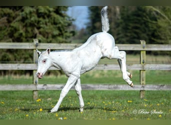 Knabstrupper, Hengst, 2 Jaar, 160 cm, Appaloosa