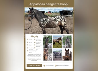 Knabstrupper Mix, Hengst, 2 Jaar, 161 cm, Appaloosa