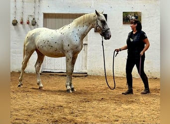 Knabstrupper, Hengst, 2 Jaar, 162 cm, Appaloosa