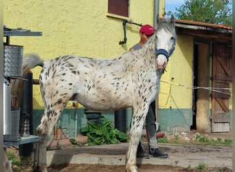 Knabstrupper Mix, Hengst, 2 Jahre, 148 cm
