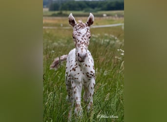 Knabstrupper, Hengst, 2 Jahre, 154 cm, Tigerschecke