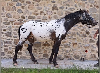 Knabstrupper, Hengst, 2 Jahre, 157 cm, Tigerschecke