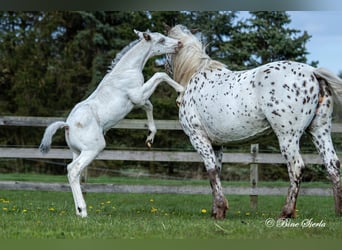 Knabstrupper, Hengst, 2 Jahre, 158 cm, Tigerschecke