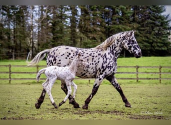 Knabstrupper, Hengst, 2 Jahre, 160 cm, Tigerschecke