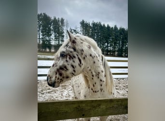 Knabstrupper, Hengst, 2 Jahre, 160 cm, Tigerschecke