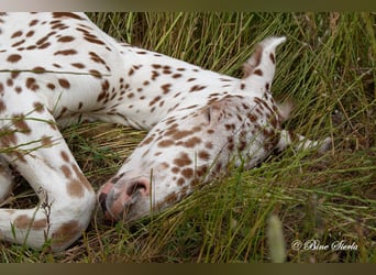 Knabstrupper, Hengst, 3 Jaar, 154 cm, Appaloosa