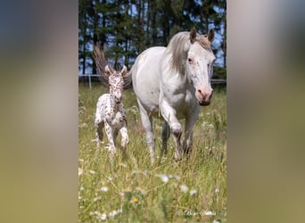 Knabstrupper, Hengst, 3 Jaar, 154 cm, Appaloosa