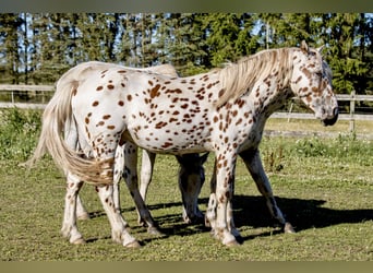 Knabstrupper, Hengst, 3 Jaar, 154 cm, Appaloosa