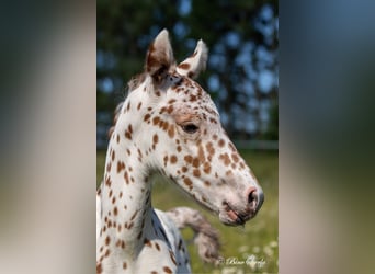 Knabstrupper, Hengst, 3 Jaar, 154 cm, Appaloosa