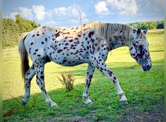 Knabstrupper, Hengst, 3 Jaar, 154 cm, Appaloosa