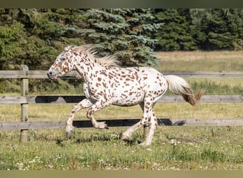 Knabstrupper, Hengst, 3 Jaar, 155 cm, Appaloosa