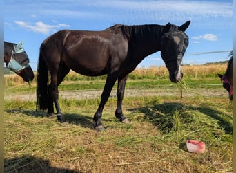 Knabstrupper Mix, Hengst, 3 Jahre, 130 cm, Rappe