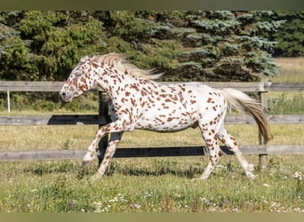 Knabstrupper, Hengst, 3 Jahre, 155 cm, Tigerschecke