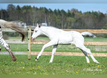 Knabstrupper, Hengst, 3 Jahre, 158 cm, White